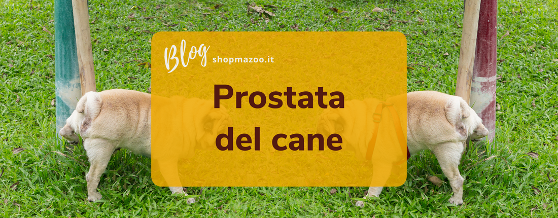 Prostata del cane: i possibili problemi e come intervenire